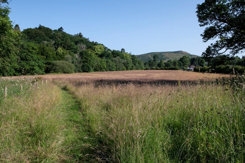 Additional Paddock