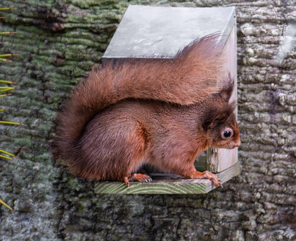 Wildlife Surrounding