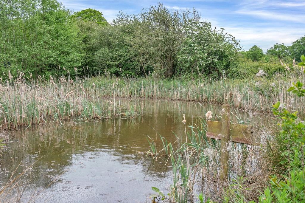 Pond