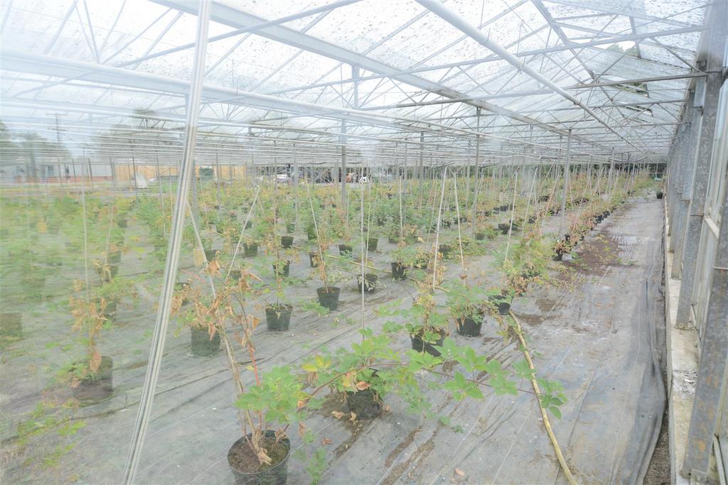 Greenhouses