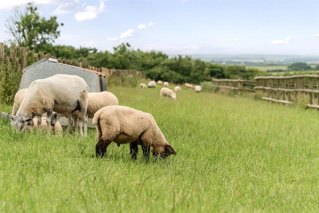 Paddock lambs.jpg