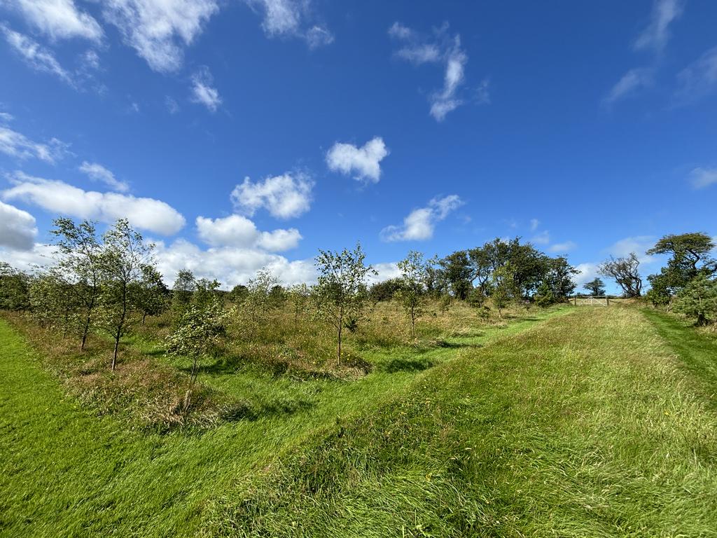 Young woodland (second image)