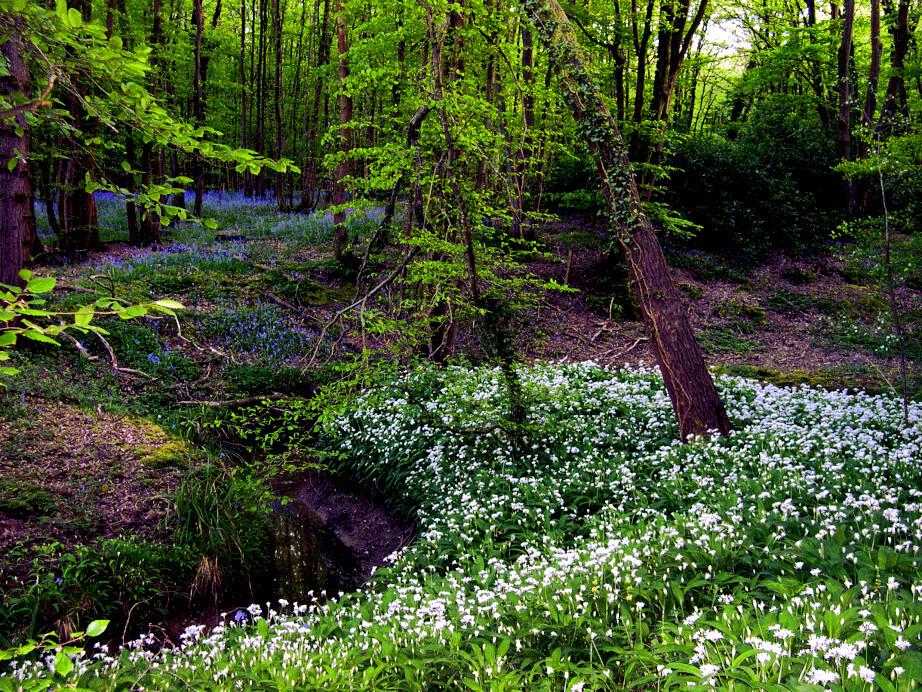 Woodland In Spring