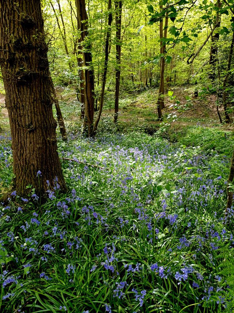 Woodland In Spring