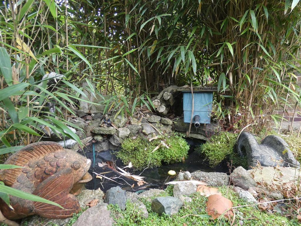 Pond.JPG