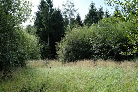 Woodland for sale - Pinkwood Lane, Bruton BA10