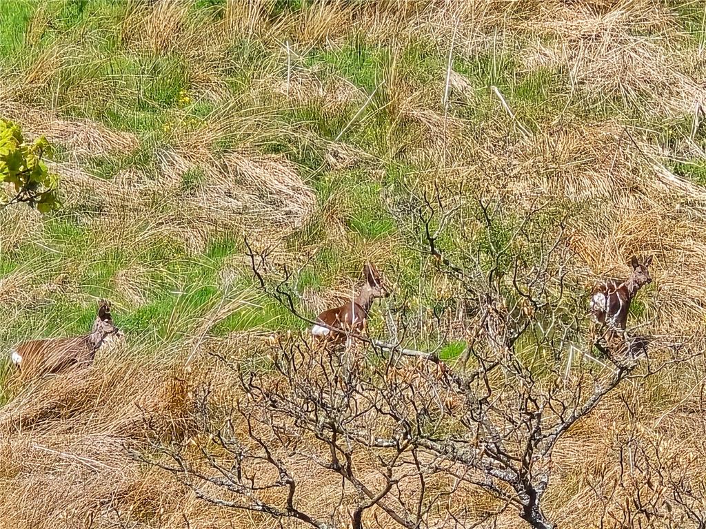 Local Deer
