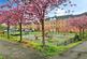 Communal Park