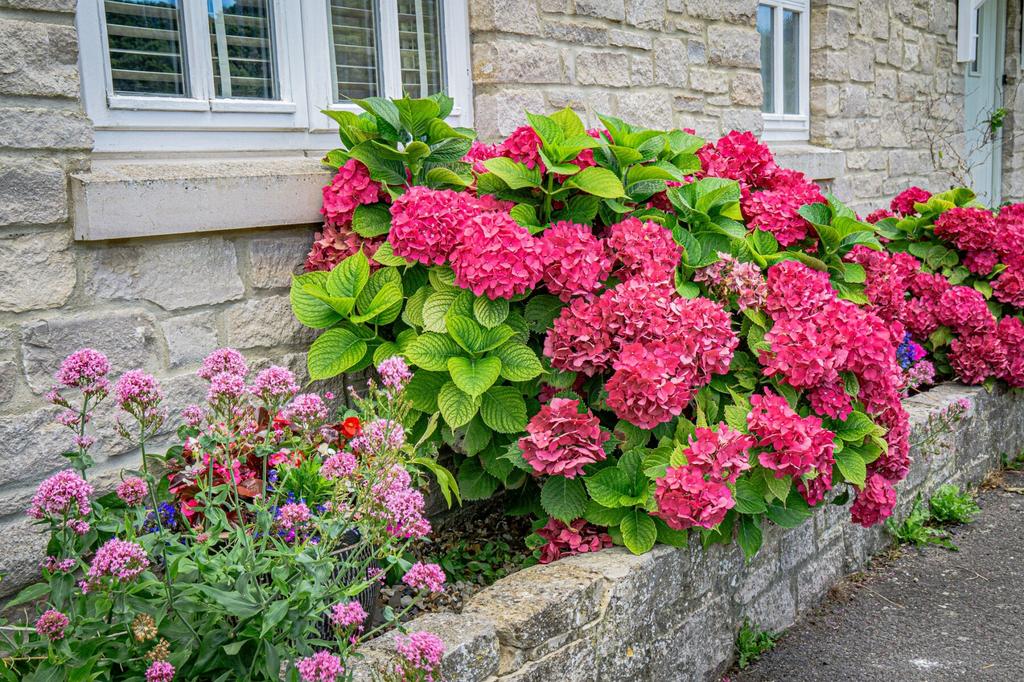 Pretty Flowers