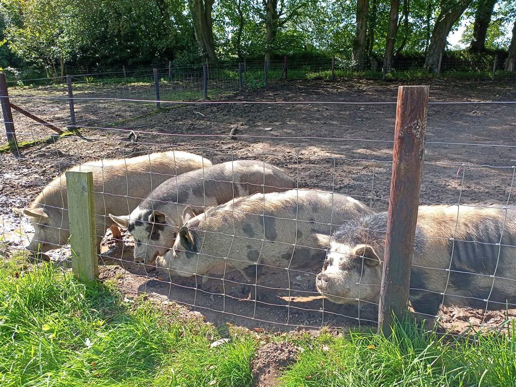 Four Lovely Pet Pigs !!