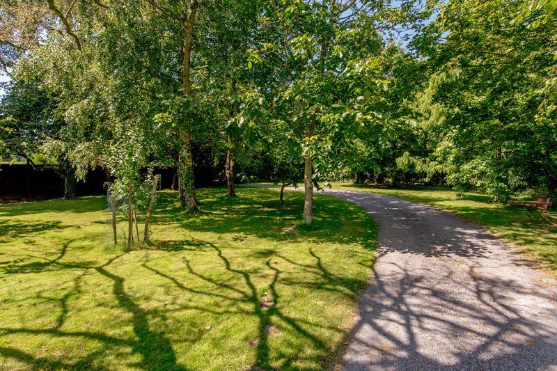 Tree lined drive