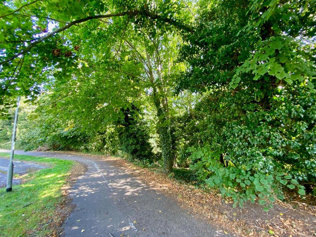 Front Woodland View From Window.jpg