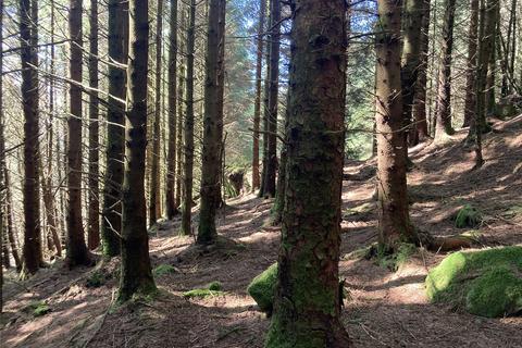 Land for sale, Achnaba Forest, Lochgilphead, Argyll and Bute