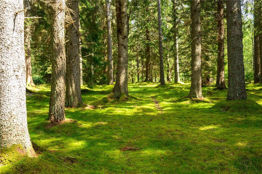 Woodland