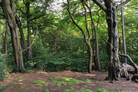 Land for sale, Disleybank Wood, Light Alders Lane, Disley, Stockport - 8.04 Acres