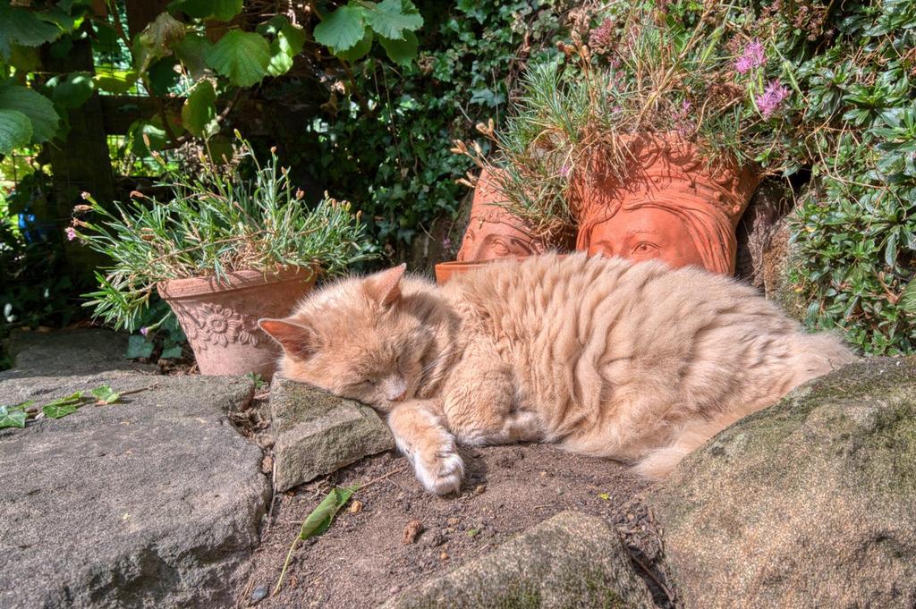 Garden - cat relaxing.jpg