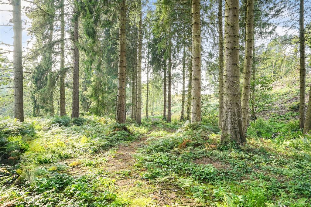 Woodland