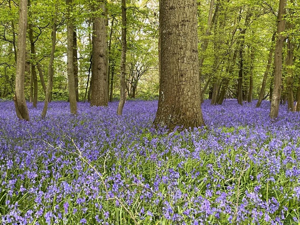 Bluebells