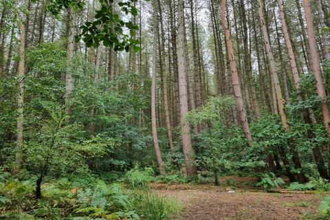 Land for sale, Woodland at Waltons Wood, Walton