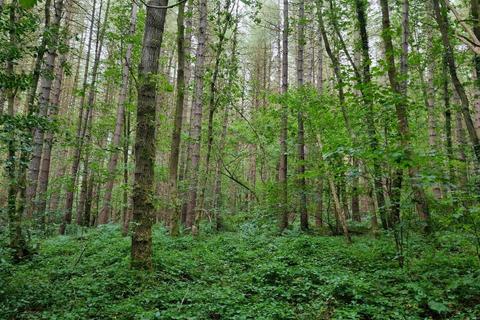 Land for sale, Woodland at Waltons Wood, Walton