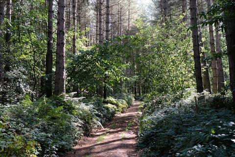 Woodland for sale, Biddenden Road, Biddenden TN27