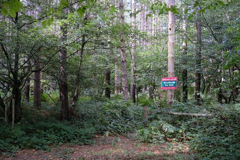 Woodland for sale, Biddenden Road, Biddenden TN27