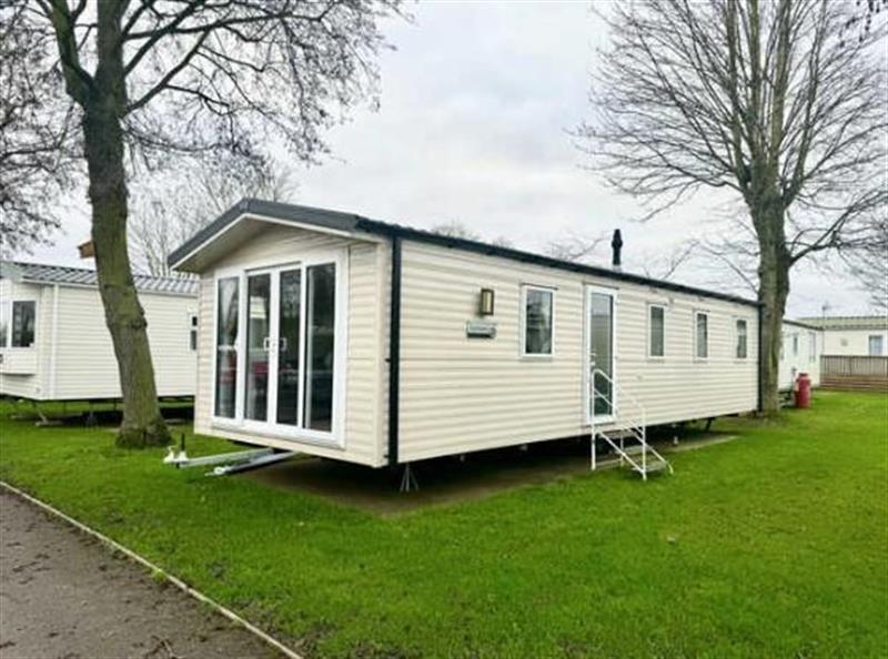 White Rose   Willerby Expression 42995