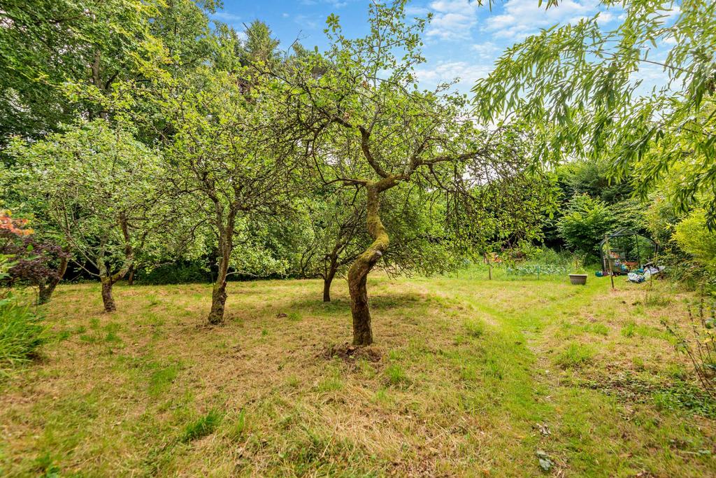 Apple Orchard