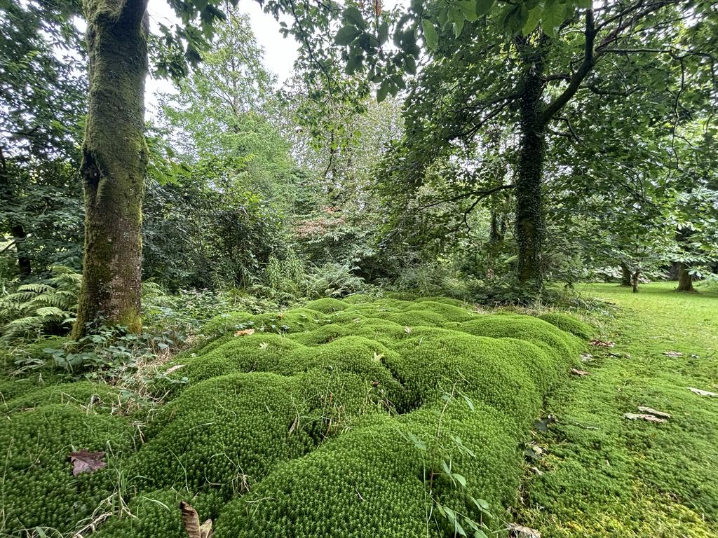 Moss garden