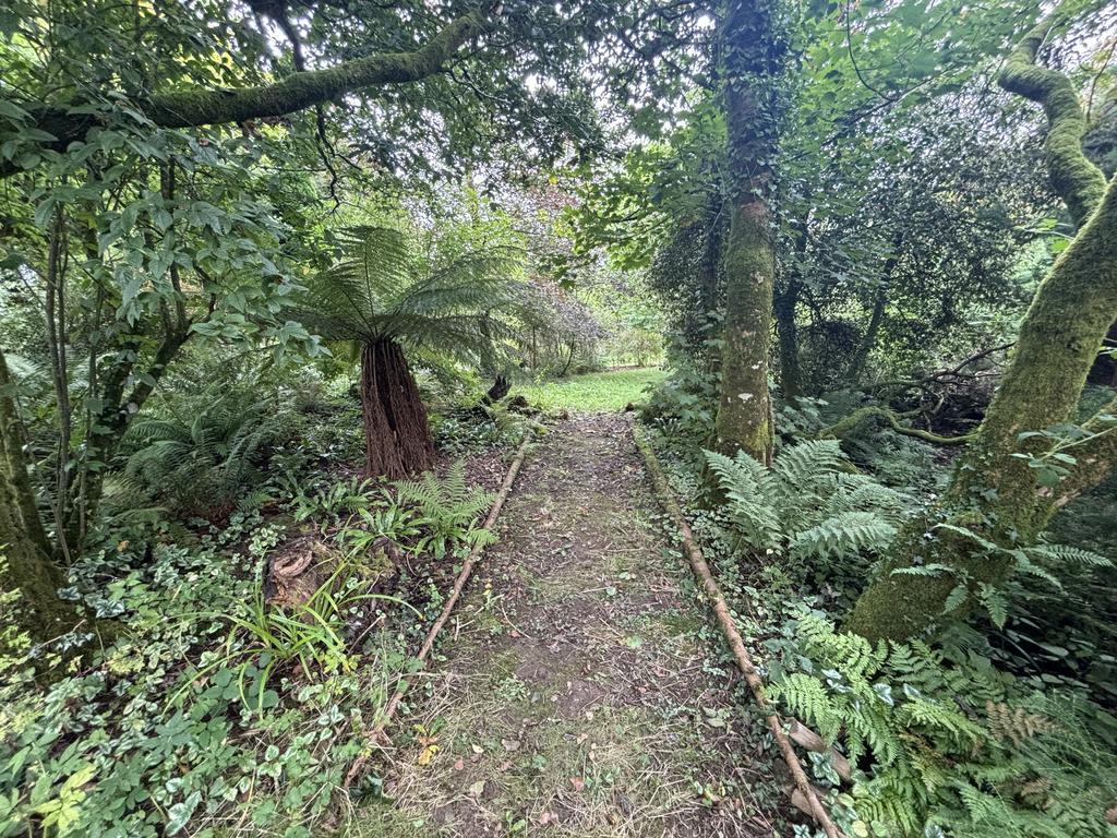 Fern garden