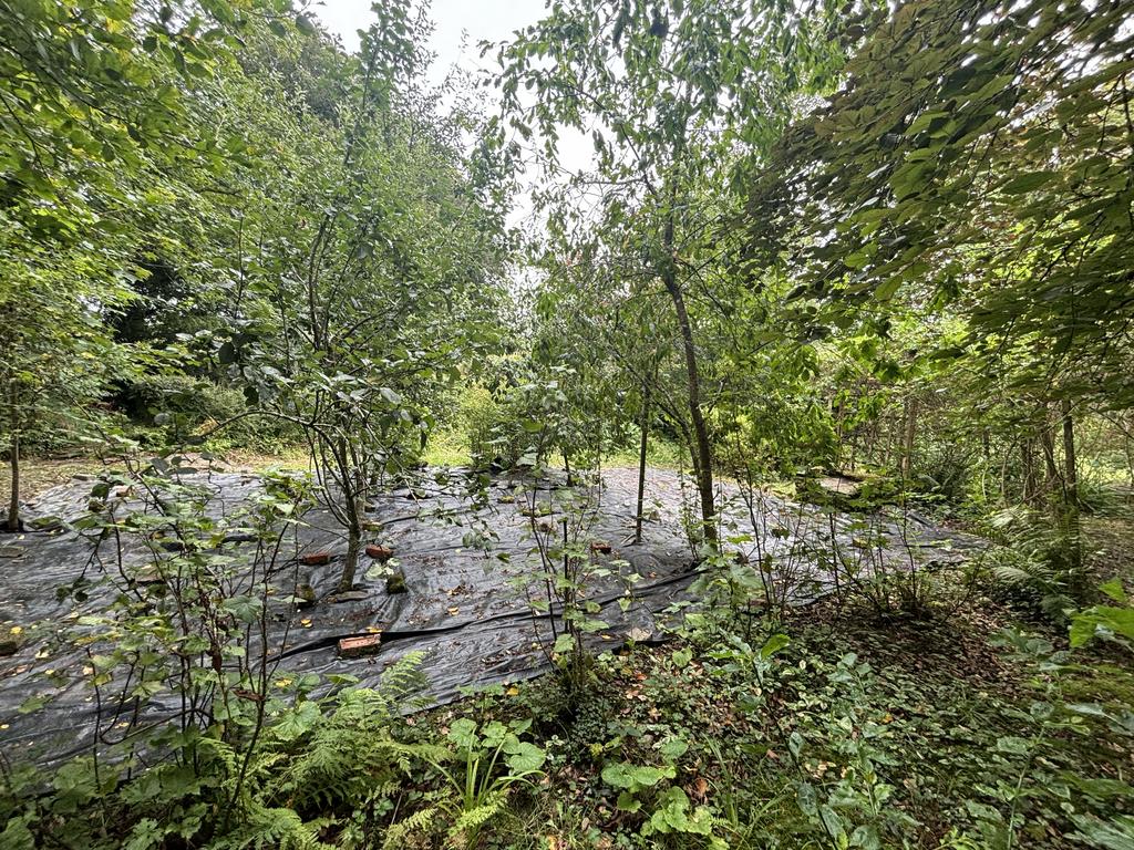 Young fruit tree orchard