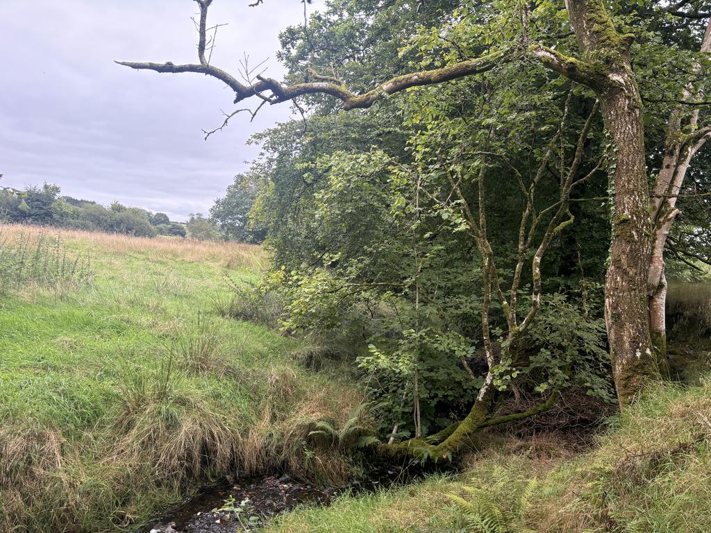 Long established bluebell woods