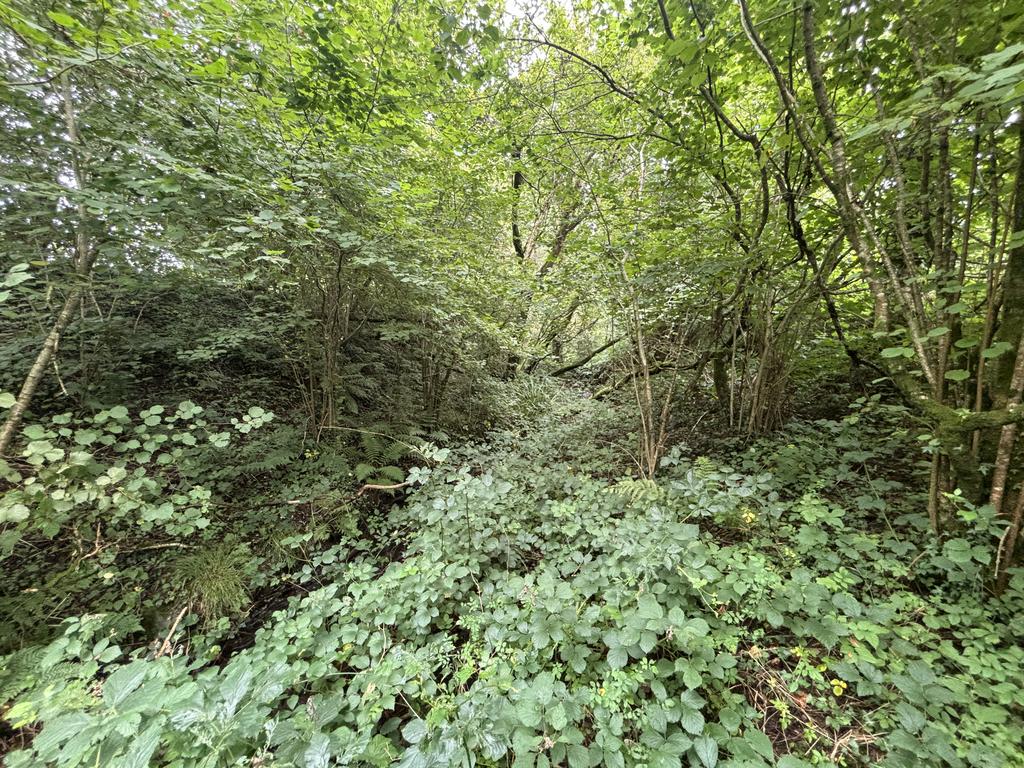 Long established bluebell woods (second image)