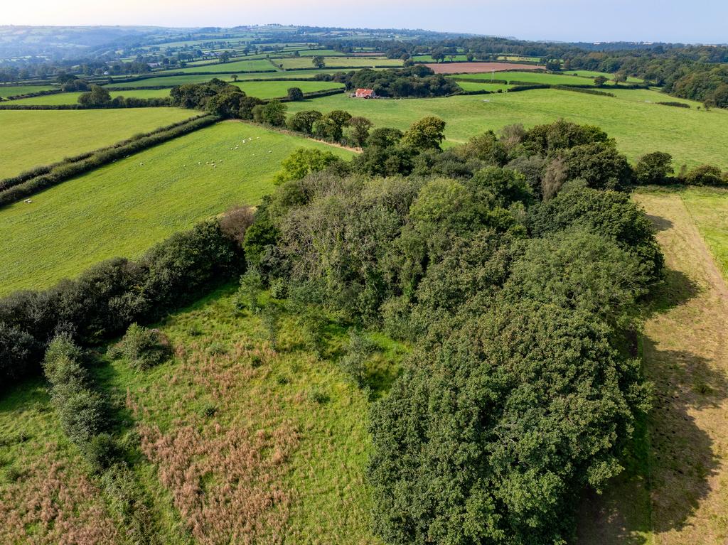 Woodland area