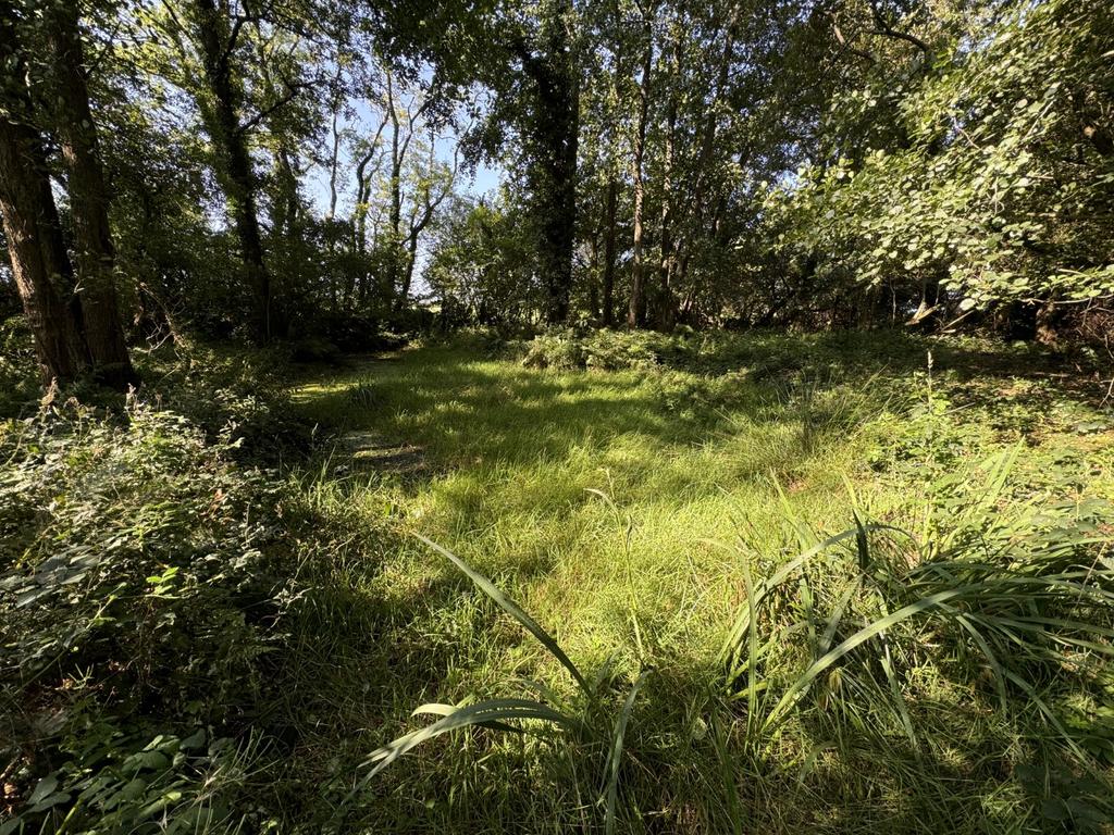 Woodland area
