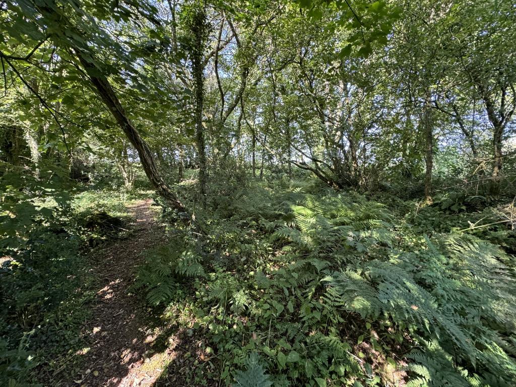 Woodland area