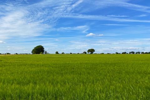 Farm land for sale, 9.74 Ha (24.06 Ac) Grade 1 Arable Land, Calthorpe Street, Ingham, Norfolk, NR12 9TF