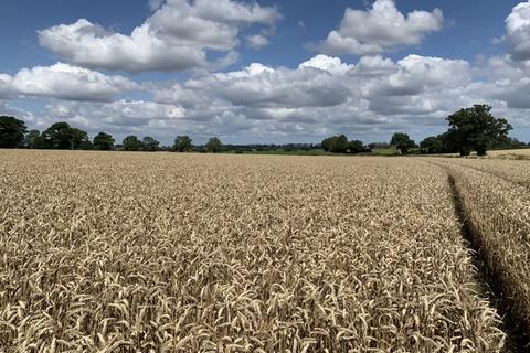 Farm land for sale, LOT 4 - 19.95 Ha (49.30 Ac) Arable Land, Hemblington Road, Strumpshaw, Norfolk, NR13 4NE