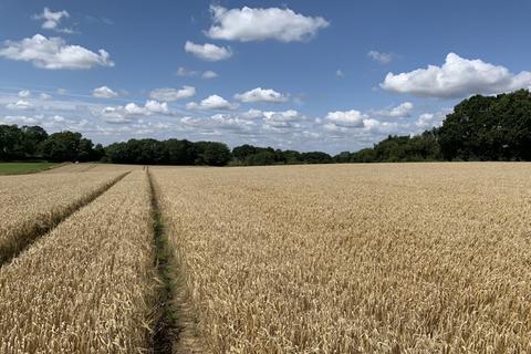 Farm land for sale, LOT 6 - 6.05 Ha (14.95 Ac) Arable Land, Hemblington Road, Strumpshaw, Norfolk, NR13 4NE