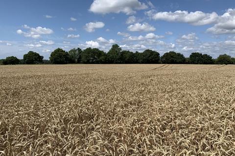 Farm land for sale, LOT 3 - 19.93 Ha (49.25 Ac) Arable Land, Hemblington Road, Blofield, Norfolk, NR13 4AJ