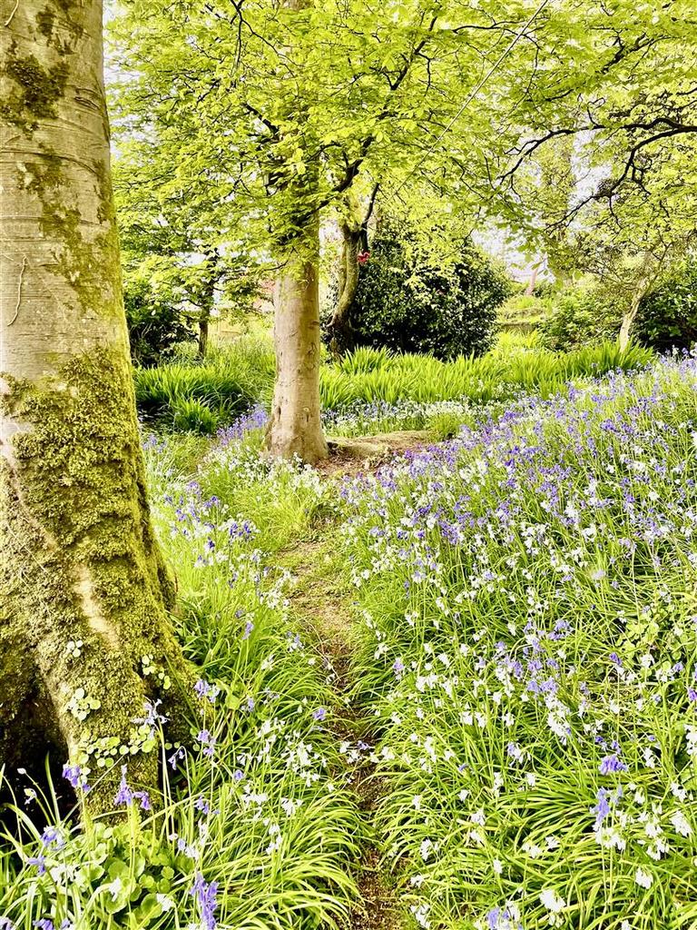 LOWER GARDEN.jpg