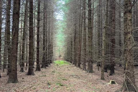 Woodland for sale, Kirkhill Wood, Sauchen, Aberdeenshire AB51