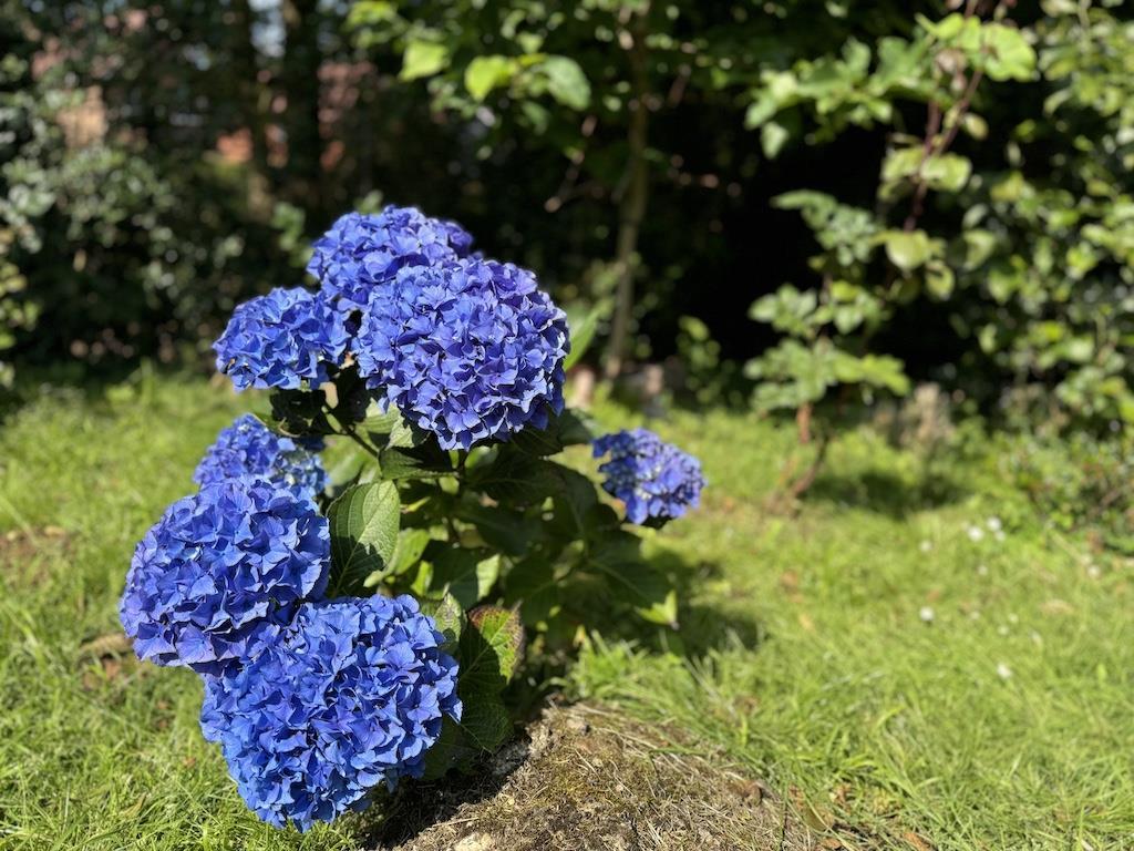 10 - Front Garden.jpg