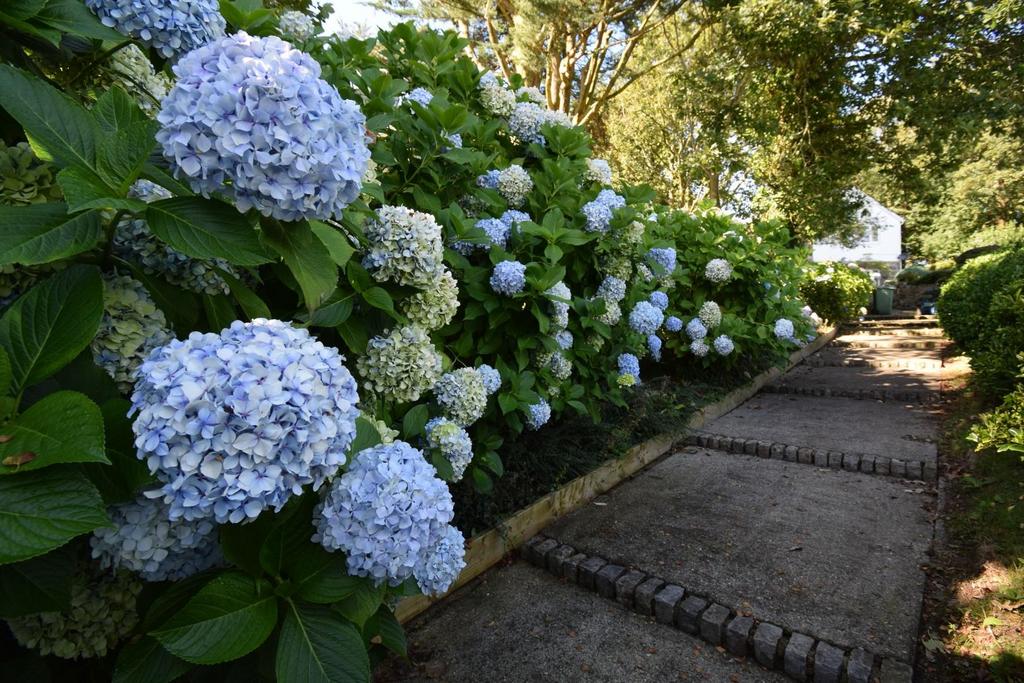 Front Path.JPG
