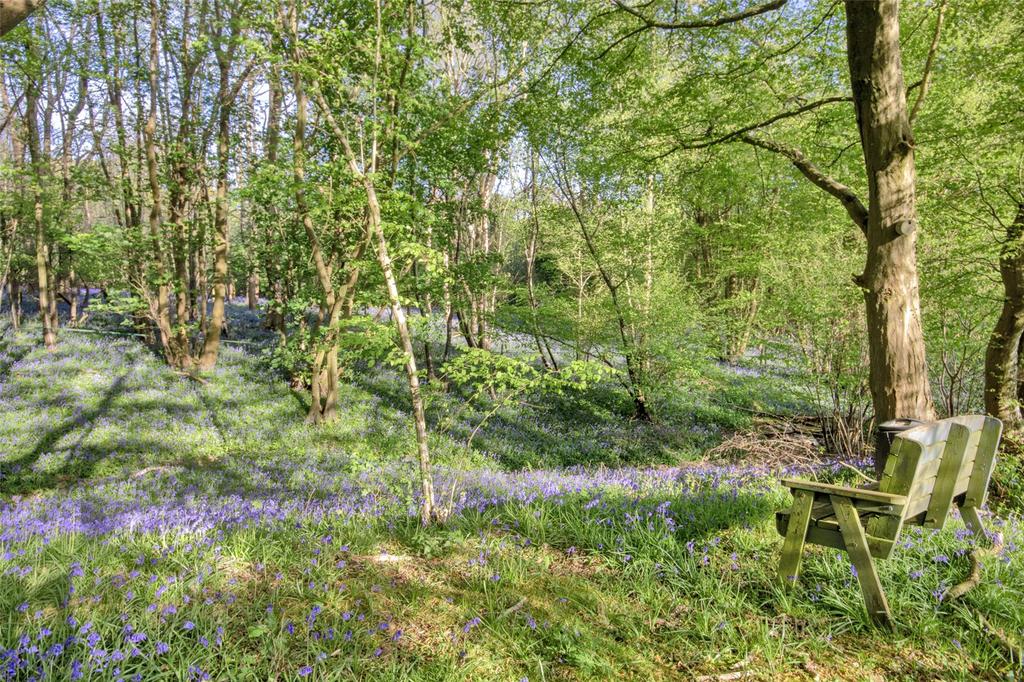 Bluebell Woods