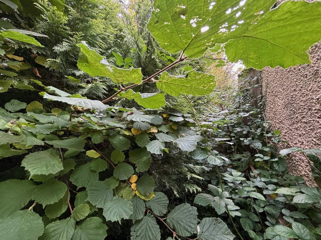 Garden Area