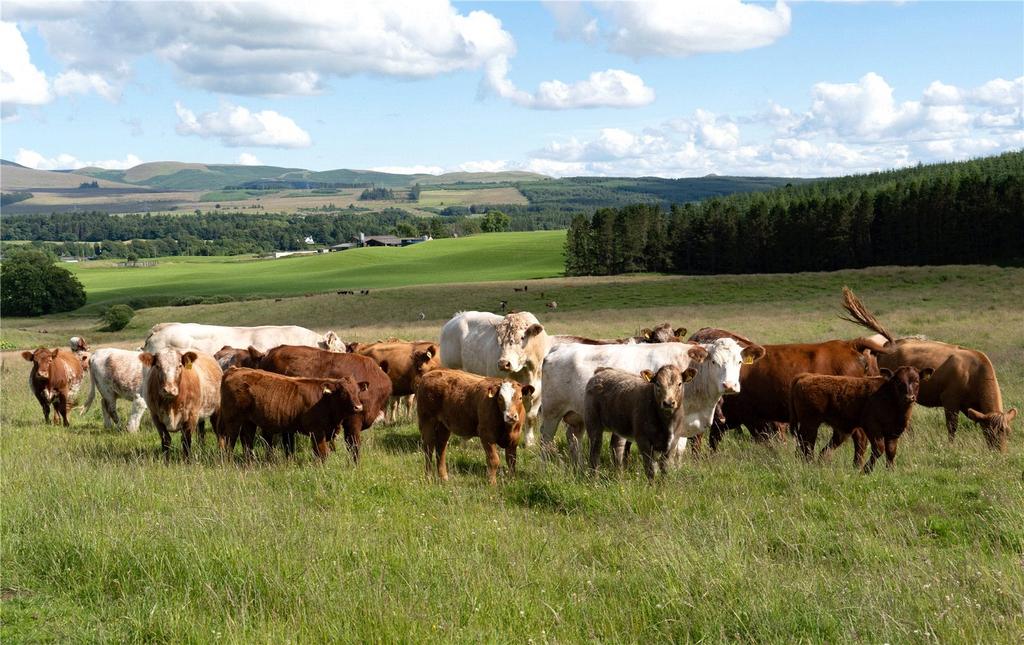 Livestock At Cromlix