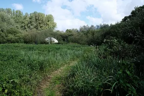 Woodland for sale, South Norfolk