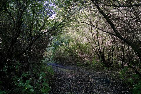 Woodland for sale, Ferry Lane, Postwick NR13
