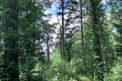 Woodland for sale, Craig-y-cae Woodland, Llandrindod Wells, Powys LD1